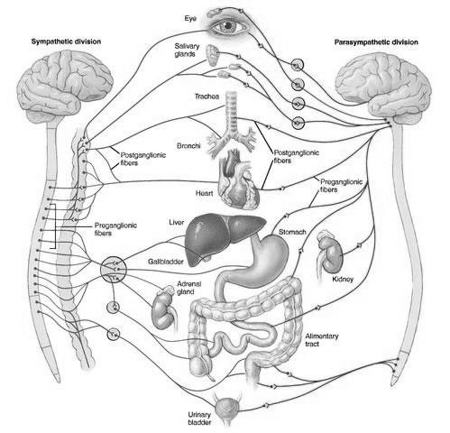 Dopaminergic Neurons Use dopamine 3 main pathways Substantia nigra- basal ganglia Movement Parkinson s disease Midbrain- limbic system (hippocampus, amygdala,, nucleus accumbens) Feelings of reward
