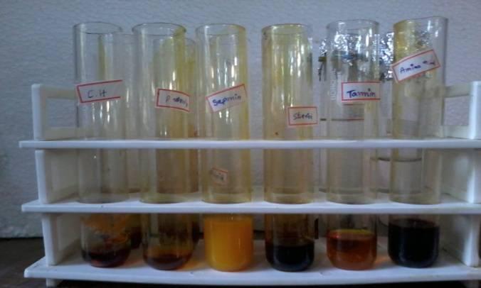 Table 2: Phytochemical Screening of Two Varieties of Curcuma longa S. No.
