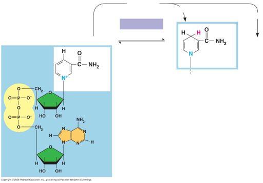 Fig. 9-4 NAD + + [H] Nicotinamide (oxidized form) e + H + e + H + Dehydrogenase