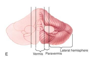 the cerebellum can be divided into sections: