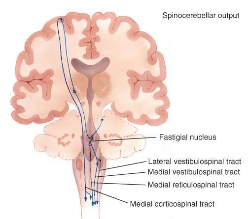 Spinocerebellar System Fastigial nuclei (vermis) Vestibular nuclei Vestibulospinal, reticulospinal and medial corticospinal tracts Spinal cord (trunk), vestibular