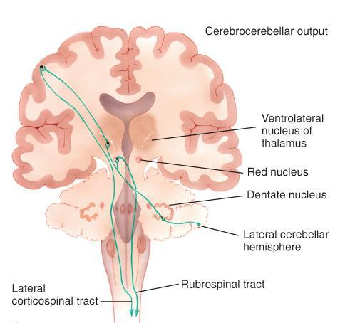 Cerebrocerebellar System - Lateral cerebellum Dentate nuclei Red nucleus, VL of thalamus Cerebral cortex via pontine nuclei Motor and premotor via thalamus Rubrospinal tract Lesions cause: