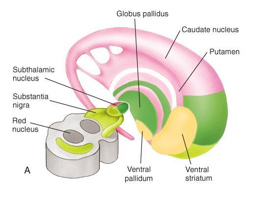 Subthalamic nucleus: located within the diencephalon Substantia nigra: located within the midbrain Based on anatomic proximity, the cerebral