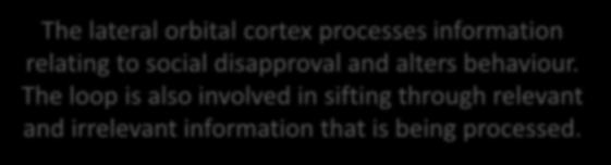 Behavioural flexibility and control loop The lateral orbital cortex processes information relating to social disapproval