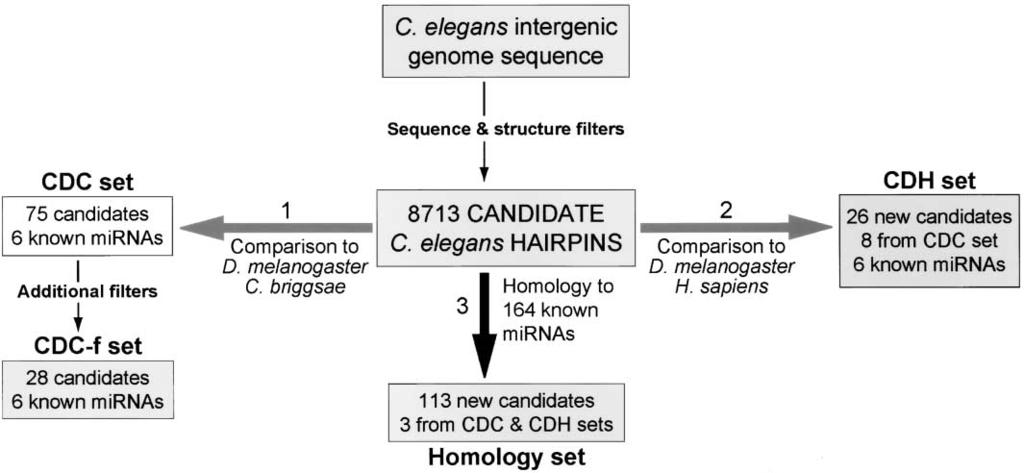 Comparative Genomic Discovery of mirnas 1255 Figure 1. Schematic Representation of the Computational Algorithms Used in This Study Details are discussed in the text.