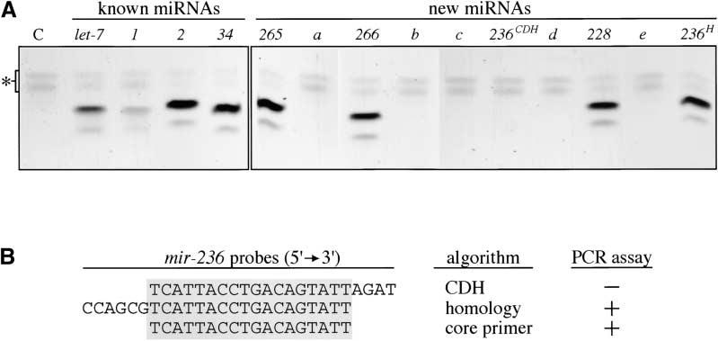 Comparative Genomic Discovery of mirnas 1259 Table 1.