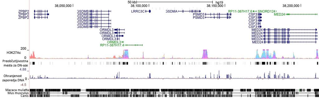 Slika 2: Kromosomski lokus 17q12 17q21.1 s prikazanimi transkripti genov, histonskimi značkami H3K27ac, preobčutljivostnimi mesti za DN-aze ter ohranjenostjo zaporedja DNA.
