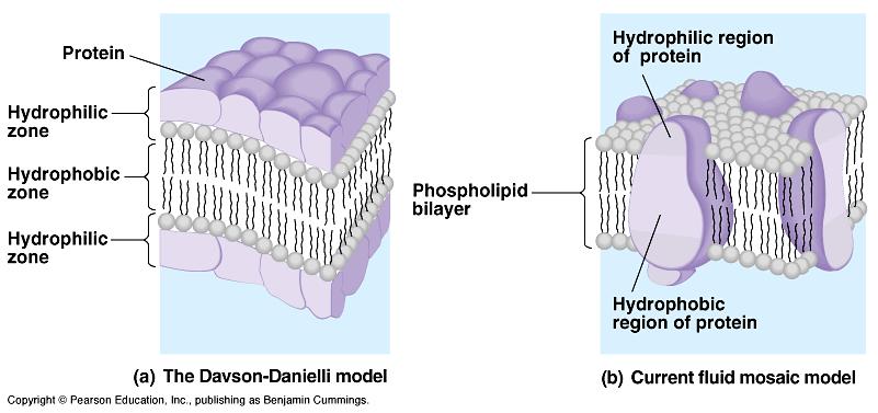 Evolution of Cell Membrane Theories