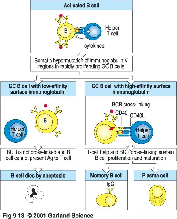 B Cells Making Ig with High Affinity for Antigen Are Selectively Protected from Apoptosis in the Germinal Center.