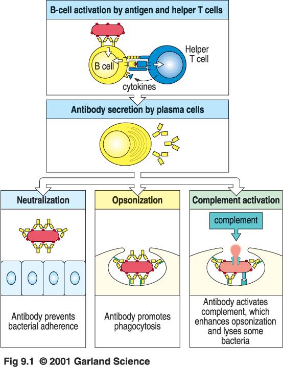 Secreted Antibodies Function in