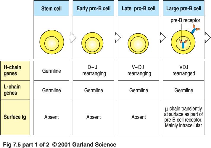 Rearrangement of Ig Genes During
