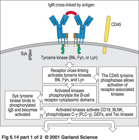 Bound antigen gives signals to the B cell to proliferate