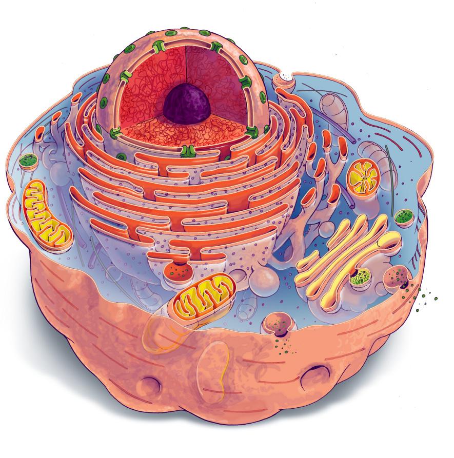 The Eukaryotic Cell Much larger 10x length 1000x volume Nucleus present Variety of membranous cellular organelles tiny specialized organs Vary in cellular metabolism Dependent on internal cellular