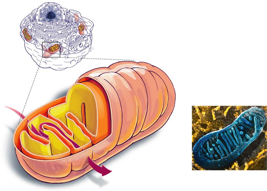 4/12/17 Mitochondria and Energy Double membrane two compartments (outer and inner membranes) Intermembrane space between the membranes where H+ build up occurs food oxygen Cristae increase surface