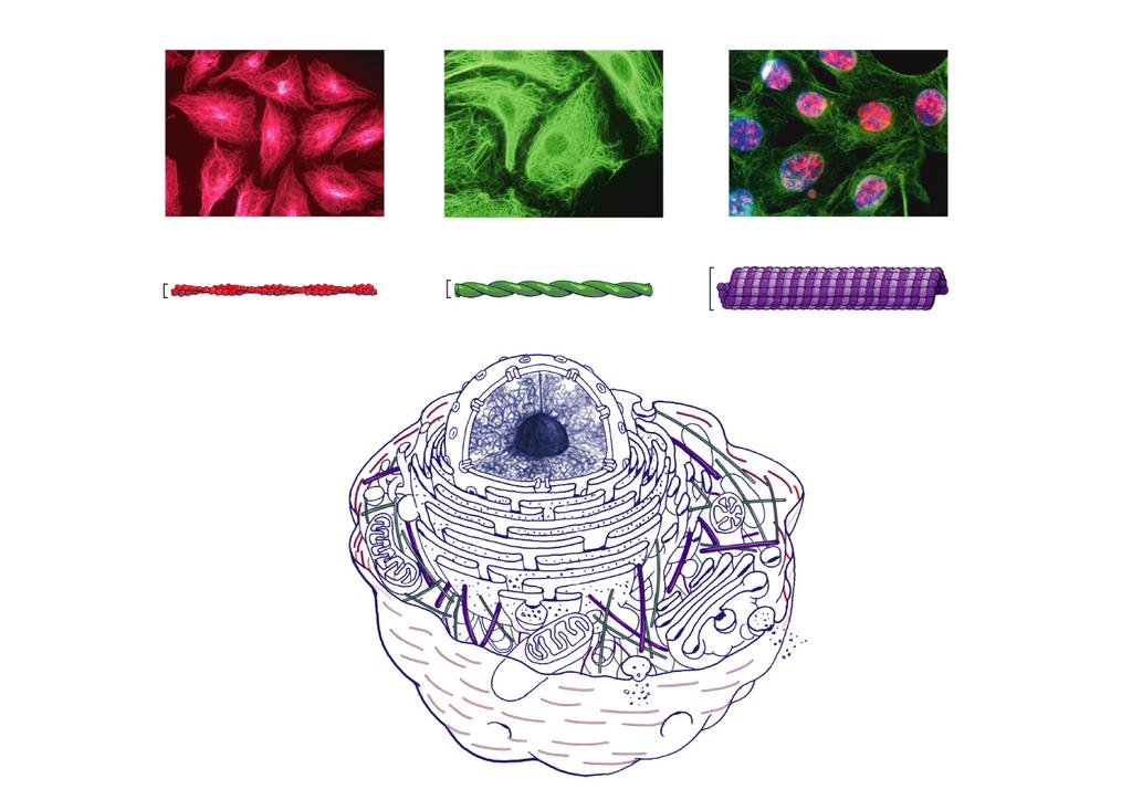 Scaffolding (a)microfilaments web of protein strands (b) Intermediate filaments(c) Microtubules Microfilaments Intermediate filaments 7 nm Microtubules 10 nm 25 nm Main function: changes Main