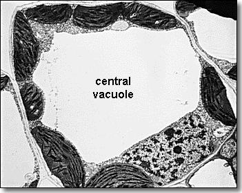 Plant Cells 3 structures not found in animal cells: a cell wall cellulose a large central vacuole provides turgor pressure chloroplasts carry out photosynthesis