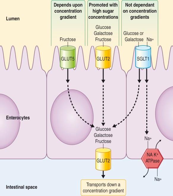 FODMAP Pathogenesis Poorly Absorbed - Fructose