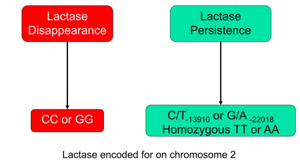 FODMAP Pathogenesis: Genetics Genetics of Lactase