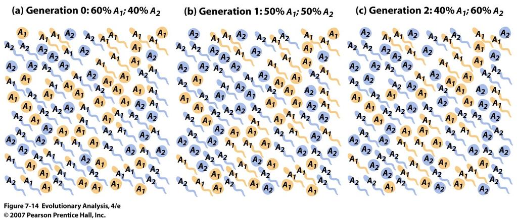 Random Shift in Allele Frequencies across Generations Probability of loss of alleles is greater in smaller populations For example, if there are 50 different alleles in population and a new
