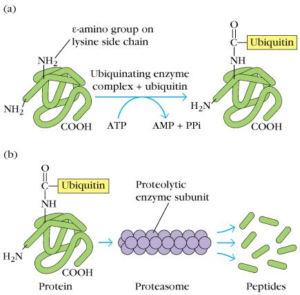 Endogenous Pathway Peptides are generated by proteasome degradation Peptides are transported from cytosol to the RER Peptides loading onto MHC-I is aided by chaperones - Size - Hydrophobicity - The