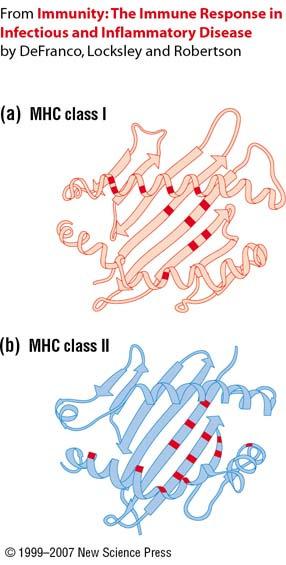 Aspects of MHC (continued) 3. Although there is a high degree of polymorphism for a species, an individual has maximum of six different class I MHC products and eight class II MHC products. 4.