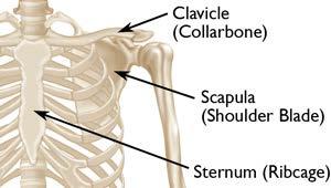 The clavicle can be easily fractured from a direct force or falling onto an outstretched arm.
