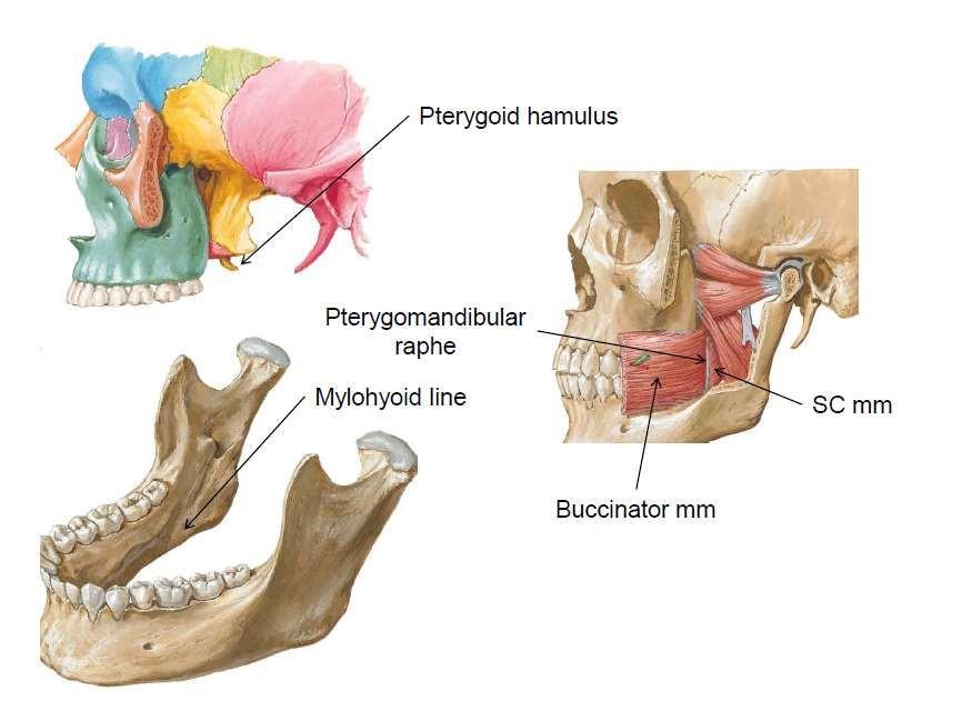 Superior constrictor muscle Origin (from above to downwards) Pterygoid hamulus Pterygomandibular raphe Medial surface of
