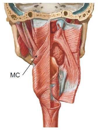 Middle constrictor muscle Origin