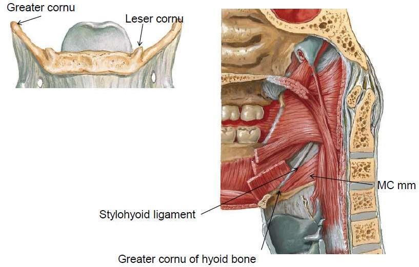Lesser cornu of hyoid bone Upper