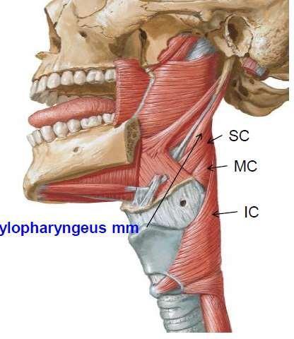 1. Stylopharyngeus From styloid process, passes through the gap between superior & middle