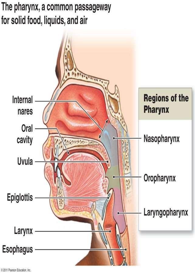 Conical fibromuscular tube upper part of the air & food passages Location: Behind the nasal cavity, oral cavity and larynx Extend from the base of the skull to the inferior border of