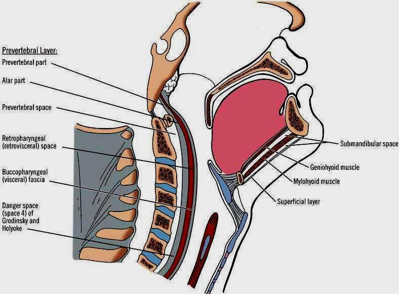 Pharyngeal Spaces Situated behind the pharynx & extending from the base of skull to the bifurcation of trachea Divided into 2 lateral compartments
