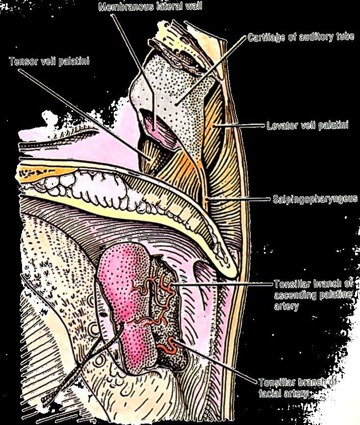 Nasopharynx Behind the torus and the salpingopharyngeal fold is a slitlike lateral projection/extension of the pharynx,