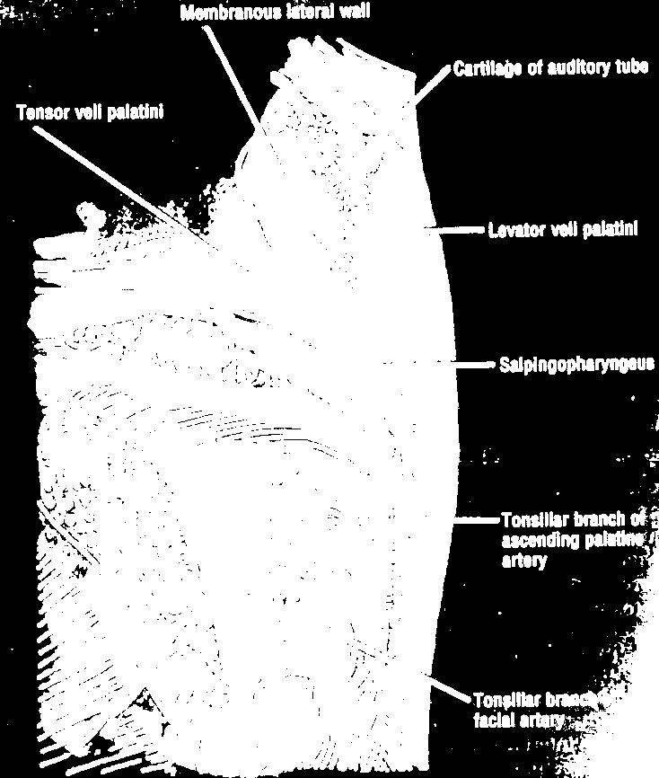 A small salpingopalatine fold runs from the anterior border of the torus tubarius toward the palate.