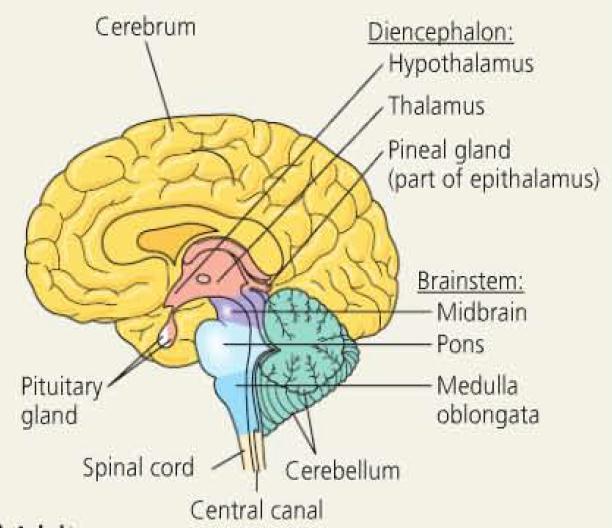 As embryogenesis proceeds, the most profound changes in the human brain occur in the telencephalon, the region of the forebrain that gives rise to the adult cerebrum.