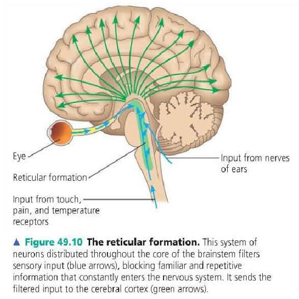 Sleep and wakefulness are also regulated by specific parts of the brainstem: 1. The pons and medulla contain centers that cause sleep when stimulated, and 2.