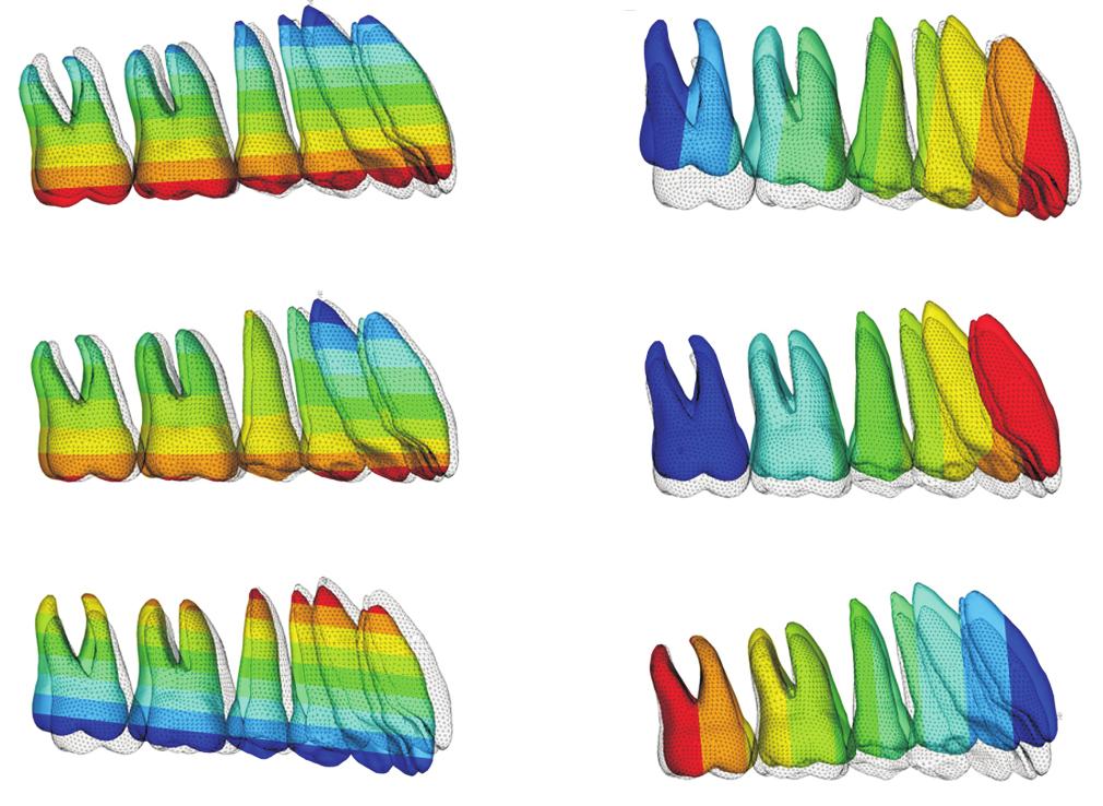 Investigation details and the conditions for force application Analysis of the vertical center of resistance of the teeth groups A 2-g retraction force was applied to the 4 mandibular anterior teeth