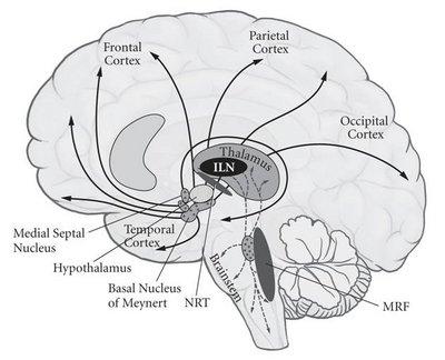 9 Key brain substrates of consciousness Mormann & Koch (2007) Scholarpedia