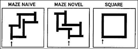 generation task Maze tracing task Say appropriate verb