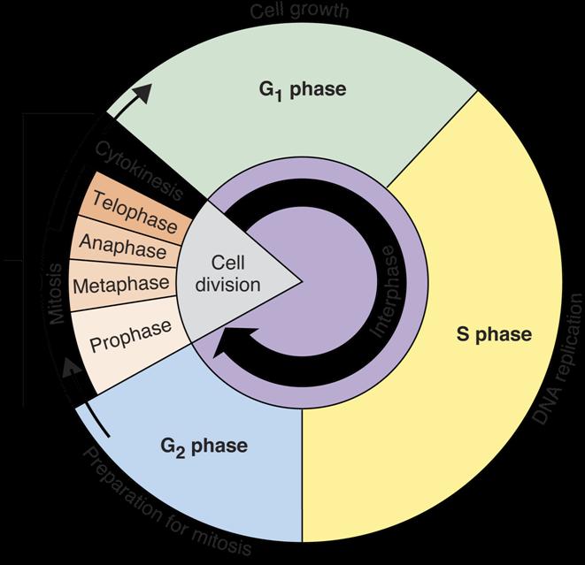 CELL CYCLE The Cell Cycle- During the cell cycle, a cell grows, prepares for division, and divides to form daughter cells, each of which