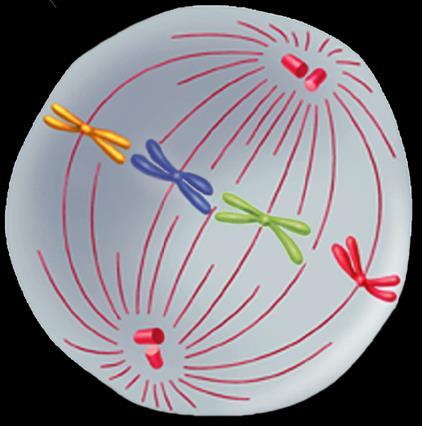 Metaphase- chromosomes line up across the