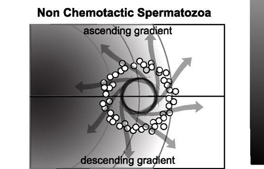 Chemotaxis Travel guide