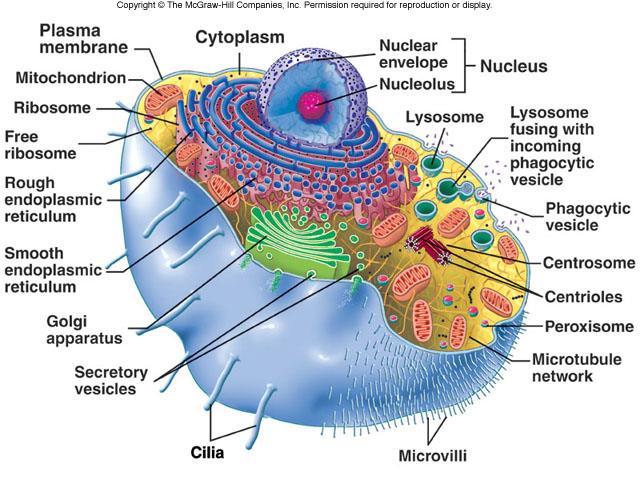 Lecture 5: Cellular Biology I. Cell Theory Concepts: 1. Cells are the functional and structural units of living organisms 2.