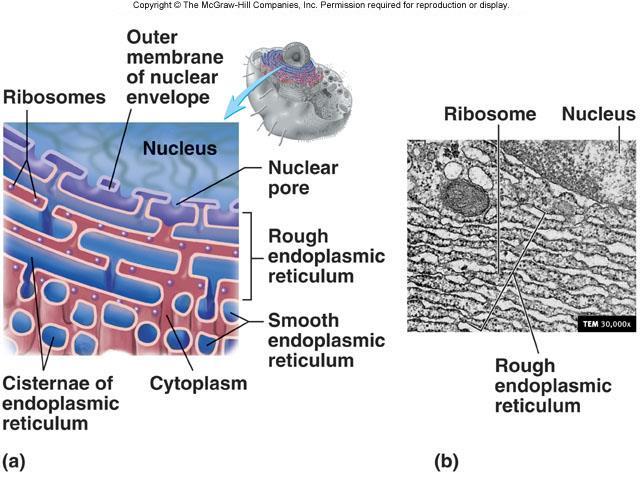 b. Make proteins that function in the cytosol 3. Bound to endoplasmic reticulum a. Make proteins that are either exported or integrated into the plasma membrane C.