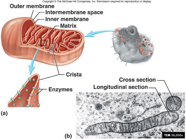 D. Mitochondria transduce energy into useable cellular work 1. Double membrane structure similar to plasma membrane a. Outer membrane permeable to small solutes b.