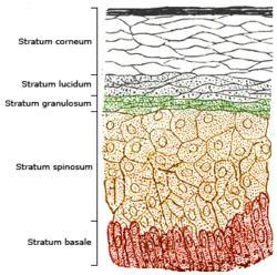 the stratified squamous cell epithelium squamous epithelial surface,