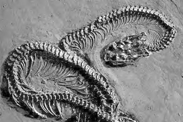 3 0 1. 2 Studying fossils helps scientists understand how living things have evolved.