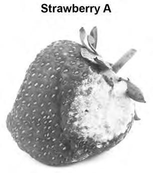 9 0 2. 5 Figure 2 shows two strawberries.