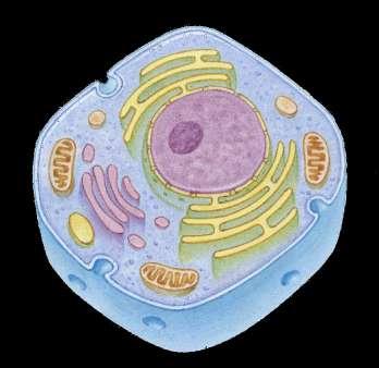 The Control Organelle - Nucleus Controls the