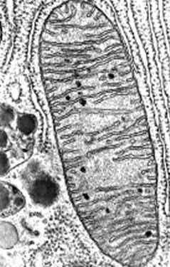 Mitochondrion (plural = mitochondria) Powerhouse of the cell Generate cellular energy (ATP) More active cells like muscle